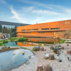 Kolonia pingwinów w oceanarium we Wrocławiu. W tle pomarańczowy budynek z napisem "Laguna Bistro & Cafe" i szare, nowoczesne skrzydło z lustrzaną fasadą.