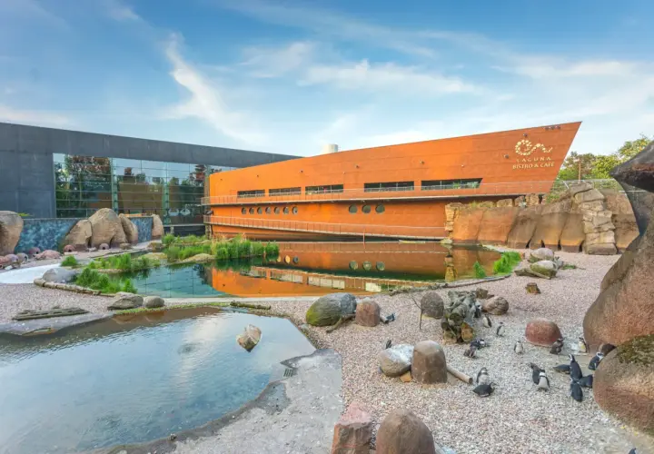 Kolonia pingwinów w oceanarium we Wrocławiu. W tle pomarańczowy budynek z napisem "Laguna Bistro & Cafe" i szare, nowoczesne skrzydło z lustrzaną fasadą.