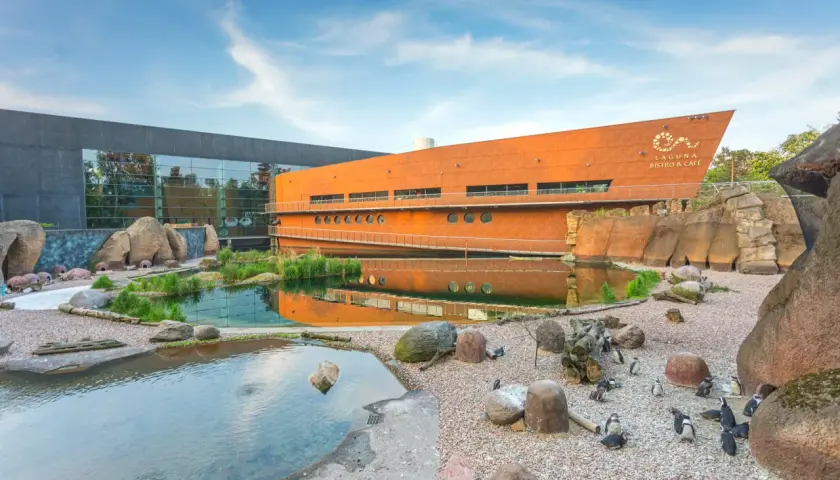 Kolonia pingwinów w oceanarium we Wrocławiu. W tle pomarańczowy budynek z napisem "Laguna Bistro & Cafe" i szare, nowoczesne skrzydło z lustrzaną fasadą.