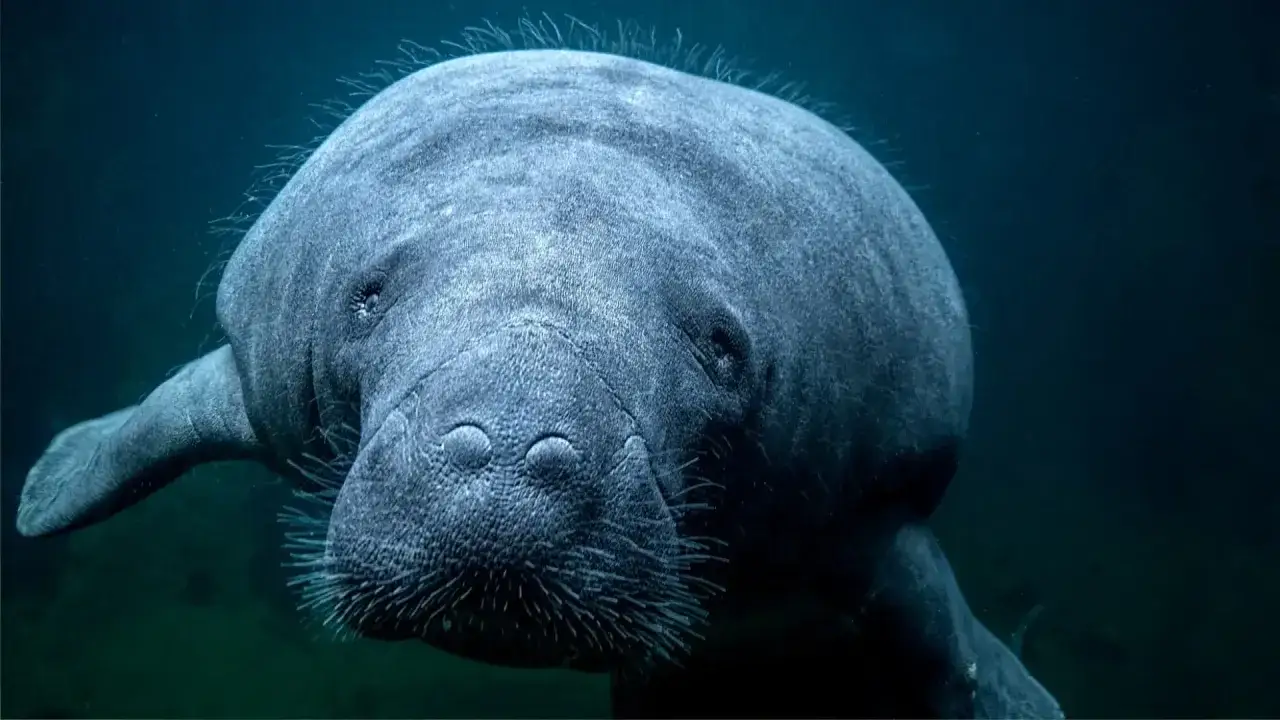 Łagodny manat pływa w oceanarium we Wrocławiu. Jego wielkie, okrągłe oczy patrzą wprost na widza.